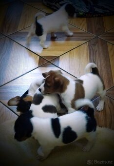 Štěňátka JACK RUSSEL TERIER - 2