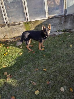 Belgický ovčák×s Německým ovčakem - 2