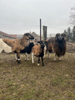 Ovce Kamerunská - jehňátka - 2