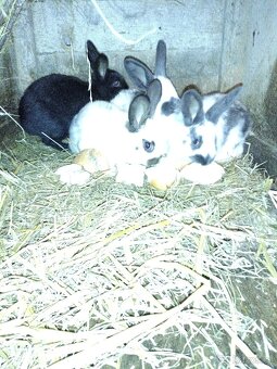Králíci - 2
