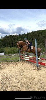 Talentovaný Valach Welsch part-Bred 133cm - 2