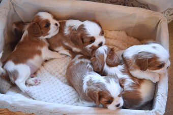 Šteniatka Cavalier King Charles Spaniel - 2