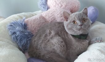 Britská koťátka krátkosrstá - 2
