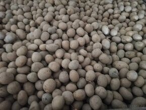 Krmné brambory - 2