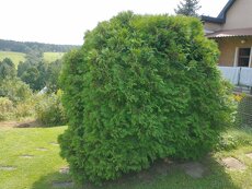 Túje zerav zdravá krásná, výška a šířka přes 2 m - 2