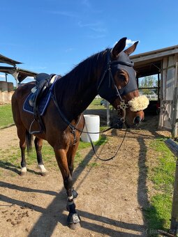 Hackamore - 2