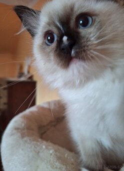 Nádherný Ragdoll kocourek s pp - 2