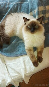 Ragdoll kocur na krytie - 2