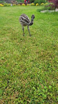 Emu hnědý australský - 2