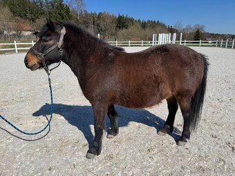 Pony, ponik, ponicka - 2