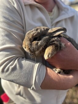 Malý stříbřitý - 2