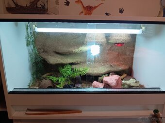 Gekončík noční +terarium - 2