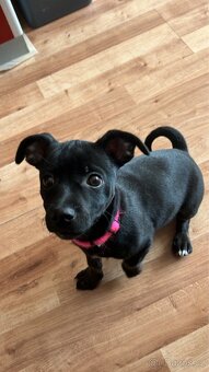 Prodám Jack Russell x Německý pinč - 2