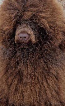 Portugalský vodní pes - 2