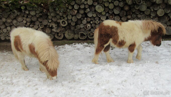 Shetland pony mini - 2