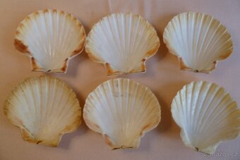 Mušle- Lastury - 2