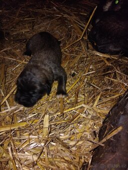 Kavkazský pastevecký pes - 2