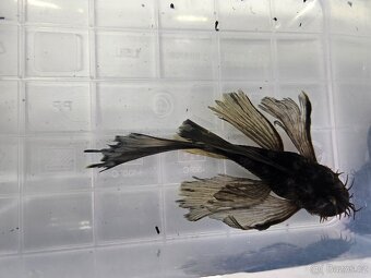 Ancistrus Green Dragon Long Fin - samec - 2