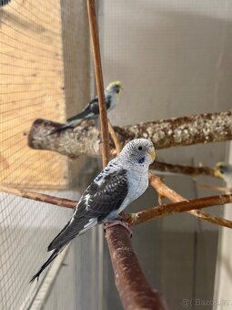 Andulky blackwing - 2