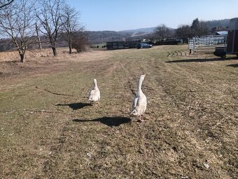 Chovný  kmen hus - 2