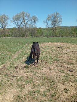 Prodám Mini horse - 2