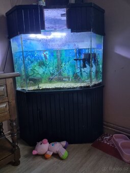 Akvarium - 2