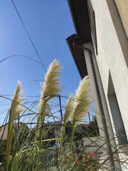 Pampová tráva ´Evita´ - Cortaderia selloana ´Evita´ květy - 2