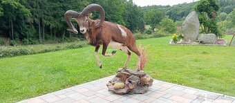 Preparace muflona,trofej, paroží. - 2