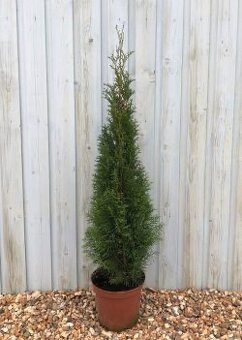 Thuja smaragd 50-80 cm - 2