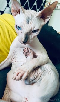 Sphynx - 2