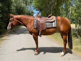 Qh klisna reining - 2