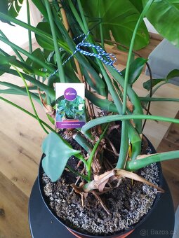 Monstera deliciosa-pokojovka - 2
