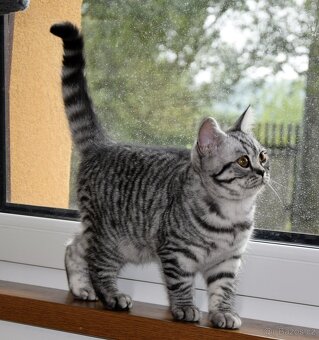 Britské kotě s PP možno dovézt 24.10 do Prahy - 2