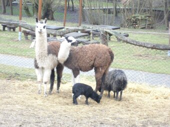 Ovce Quessantská - 2