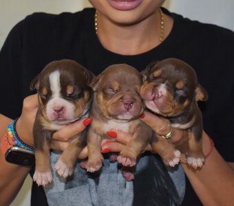 American bully - 2
