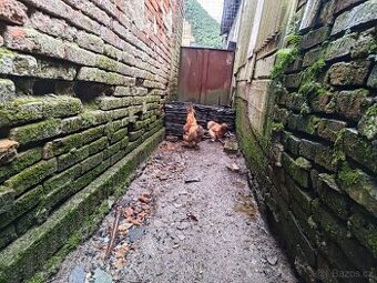 Prodám hedvabnicky - 2