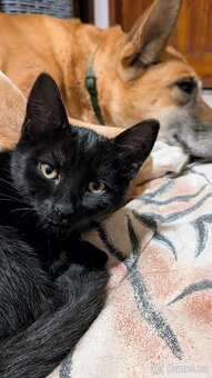 Kotě - kocourek - 2