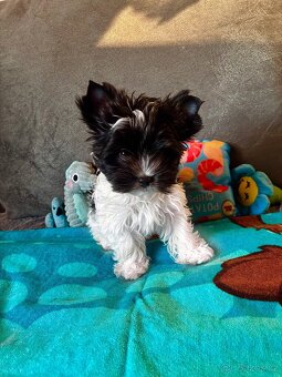 Biewer terrier s PP - 2