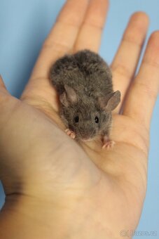 Myš, barevní / fancy myšáci - 2