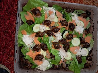 Africký šnek  Achatina Achatina Ghana F1 - 2