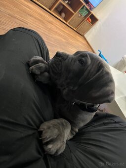 Pes Cane Corso s PP 9 týdnů - 2