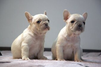 Francouzský buldoček - 2