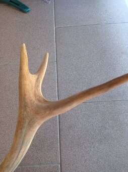 Jelení paroží - 2