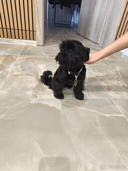 Black Yorkshire terrier - 2