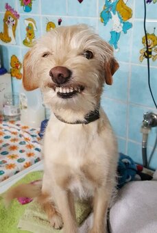 Koupím štěně malého vzrůstu. - 2