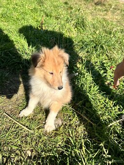 kolie dlouhosrstá - 2