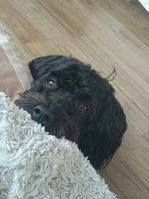 Krytí havansky psik - 2