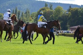 Prodám kobylku A1/1 březí - 2