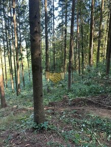 Prodej lesní pozemek Ludkovice, CP 5697 m2 - 2