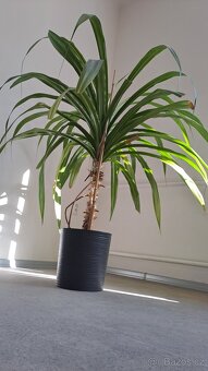 Pandanus - 2